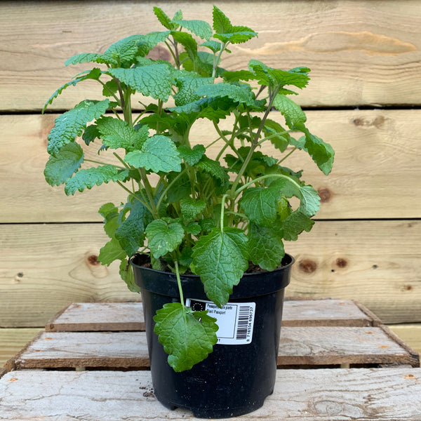 Mint (Mint)