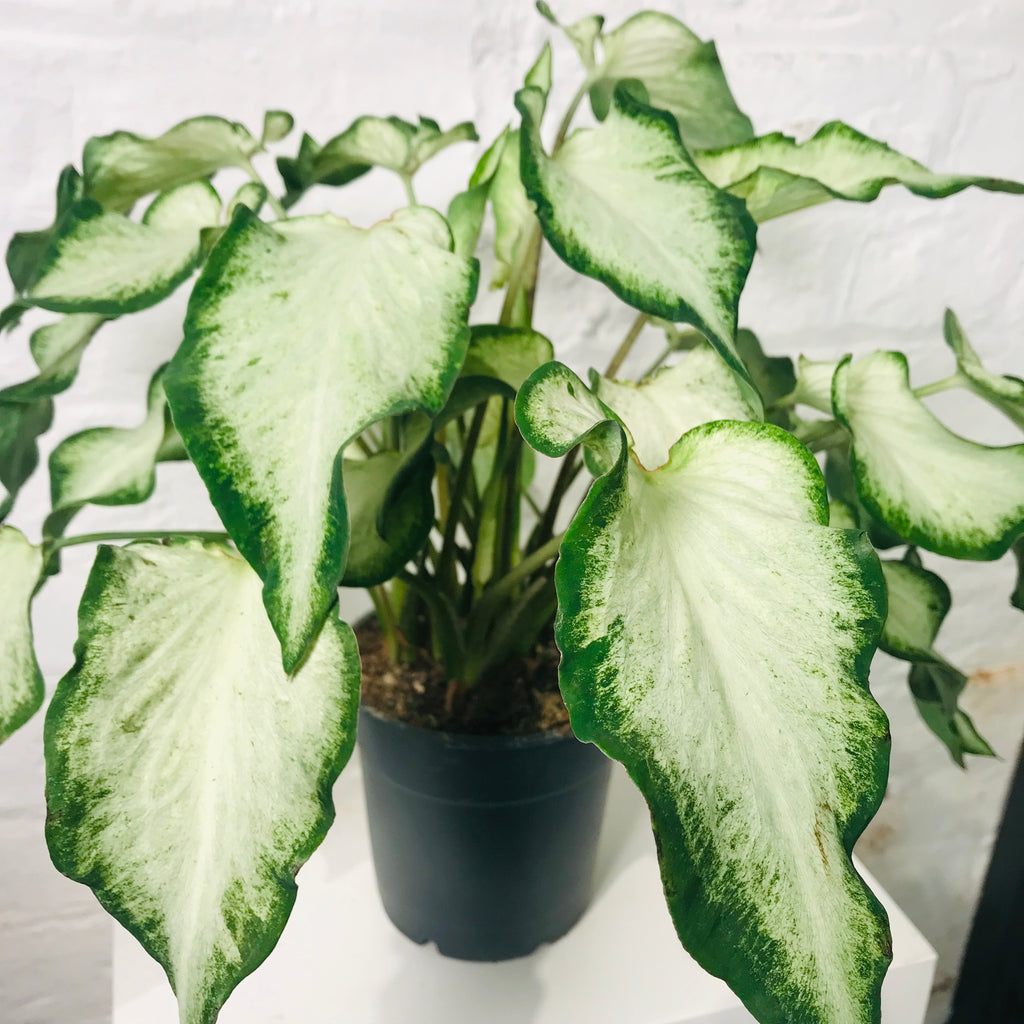 Caladium (Caladium White)