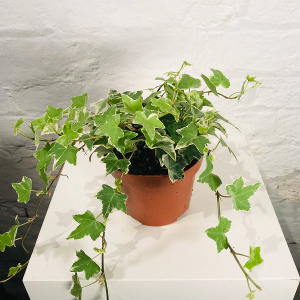 Hedera (Ivy)