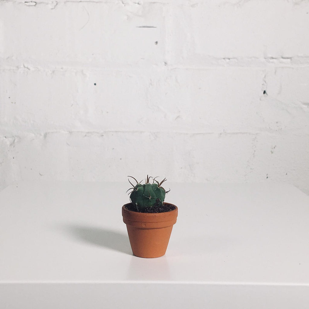 Mini Cactus