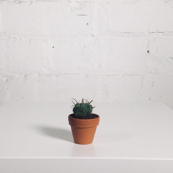 Mini Cactus