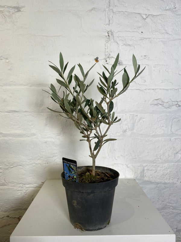 Olea Europaea (Olive)
