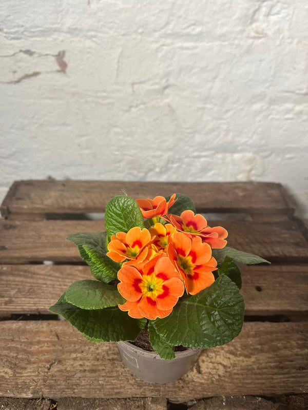 Primula (Primrose)