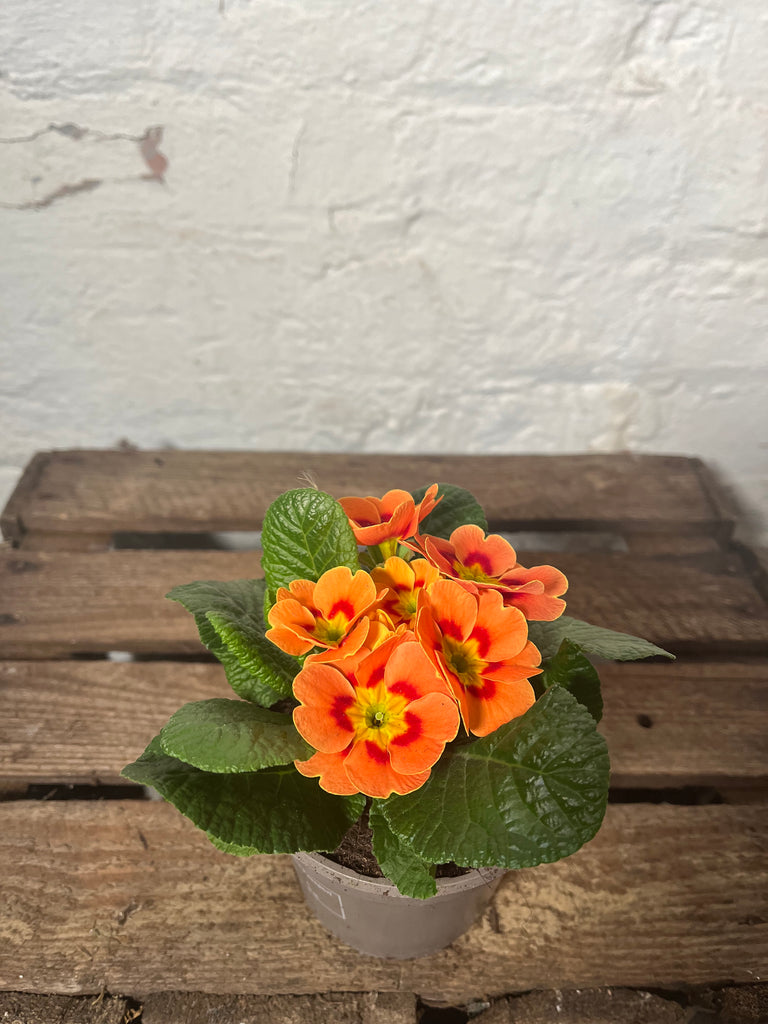 Primula (Primrose)
