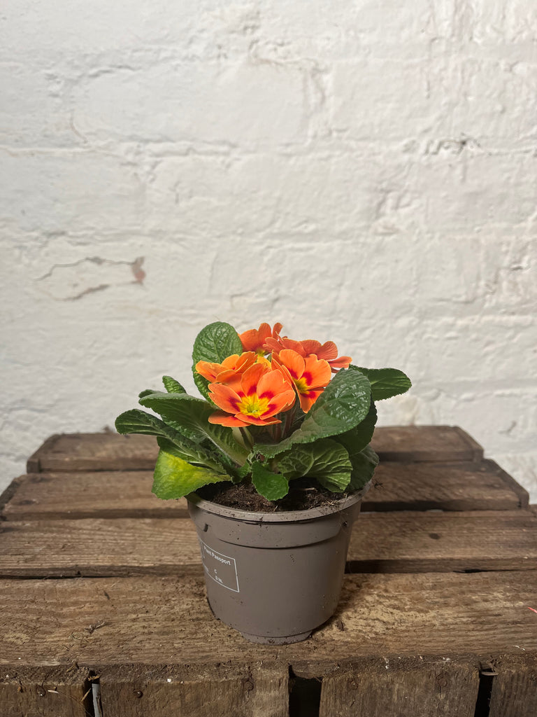 Primula (Primrose)